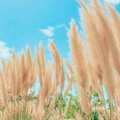 风起战林官方版下载